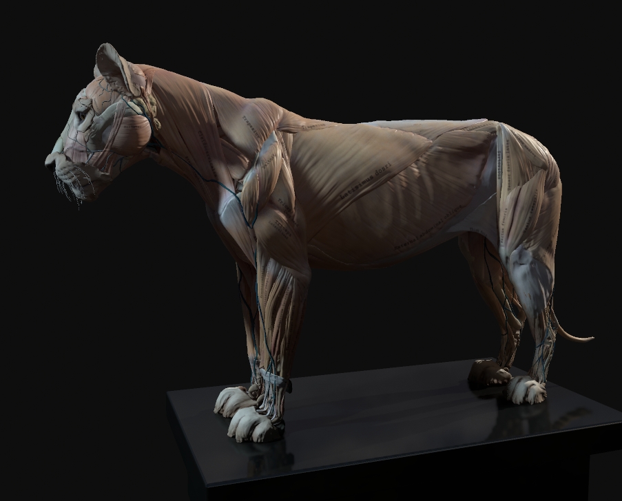 Cubebrush - Lion Anatomy.jpg